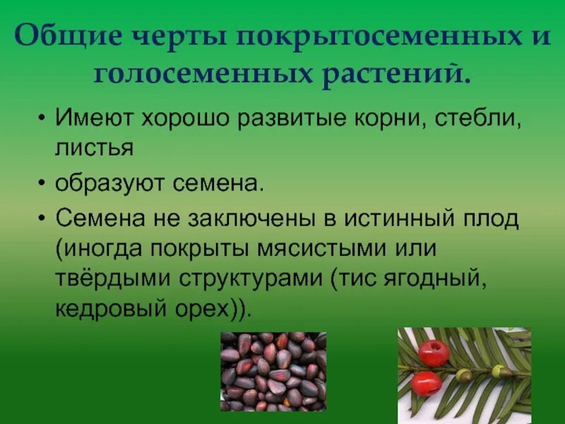 Особенностями покрытосеменных растений являются. Общие черты голосеменных и покрытосеменных. Черты голосеменных растений. Основные характеристики голосеменных и покрытосеменных. Различия между голосеменными и покрытосеменными растениями.