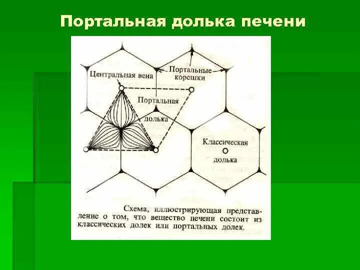 Печеночная долька и ацинус. Ацинус печени зоны. Строение ацинуса печени гистология. Строение печеночного ацинуса. Строение ацинуса печени.