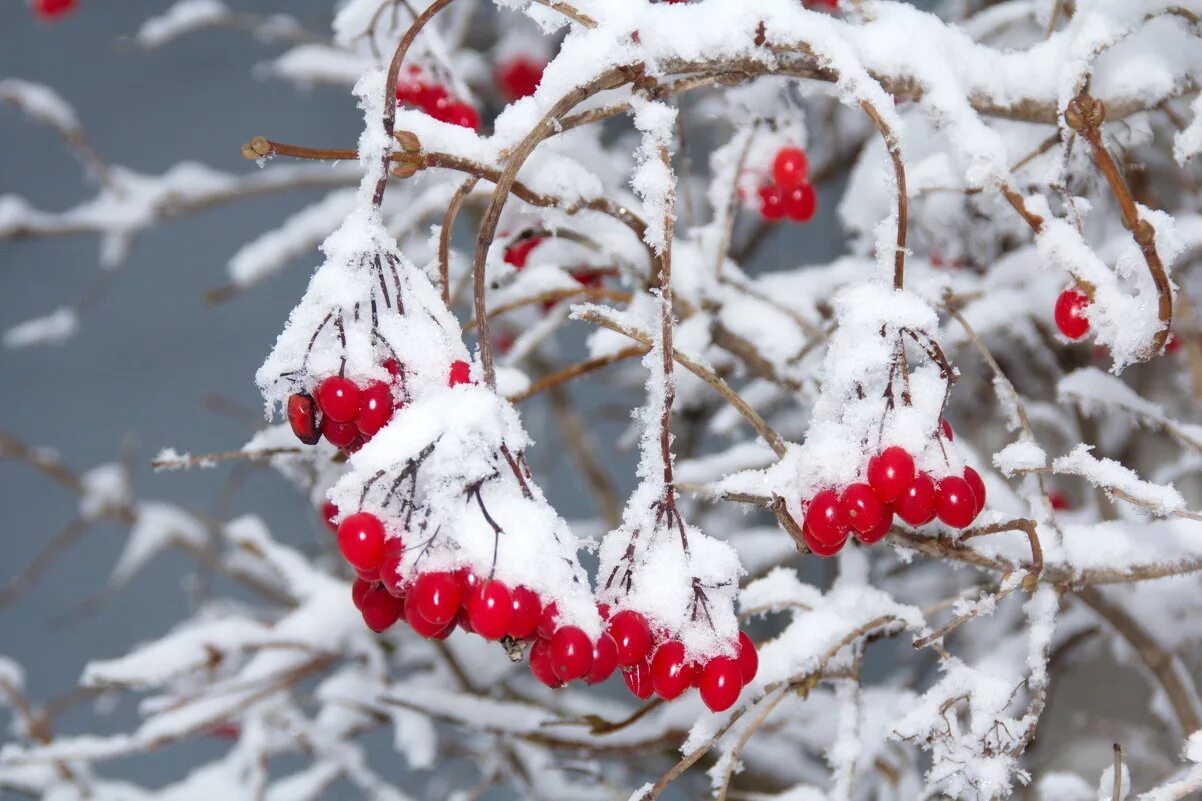 красные ветки зимой. красные ветки зимой. зимняя гроздь рябины. ветка рябины зимой. зимняя ветка рябины.
