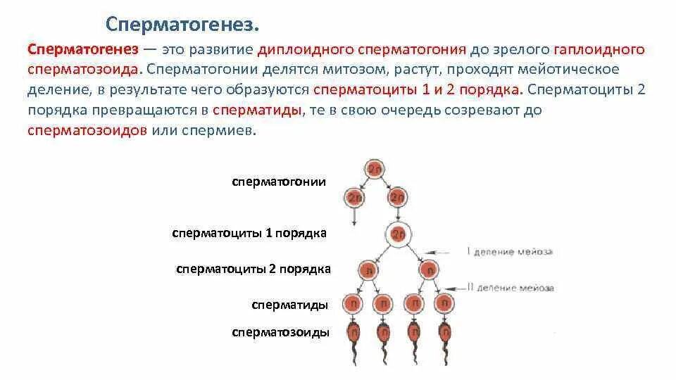 Процесс образования женских половых. Сперматогенез образование схема. сперматогенез схема зона формирования. процесс сперматогенеза у человека начинается. периоды сперматогенеза: размножение, рост, созревание, формирование..