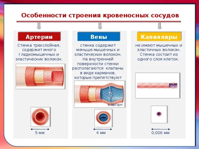 Общие закономерности строение и расположения кровеносных сосудов Лекция 1. Общая ангиология