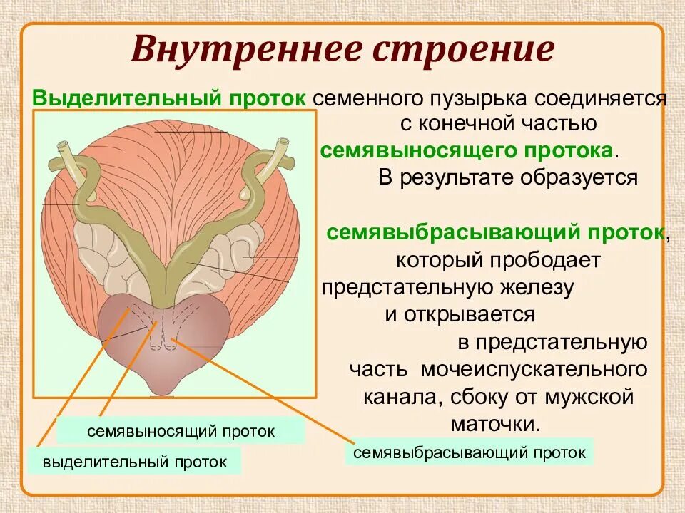 Семенные пузырьки простаты. Внутреннее строение простаты. Структуры предстательной железы и семенных пузырьков. Предстательная железа и семенные пузырьки строение. Простата и семенные пузырьки.