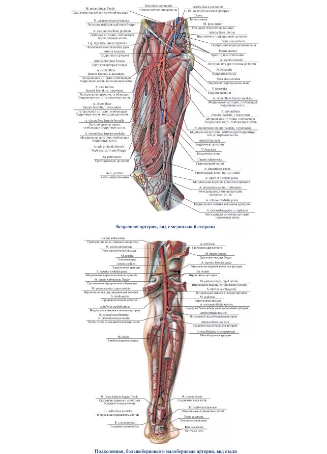Аорты нижних конечностей. Артерии нижней конечности анатомия. Кровоснабжение бедра анатомия. Бедренная артерия медунивер. Артерии нижних конечностей анатомия схема.