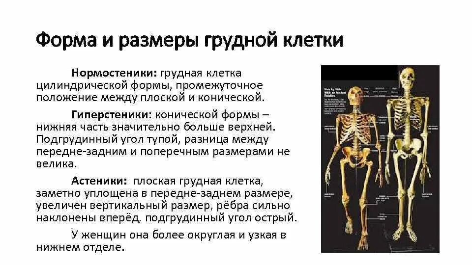Виды физиологии в анатомии. Виды физиологии в анатомии