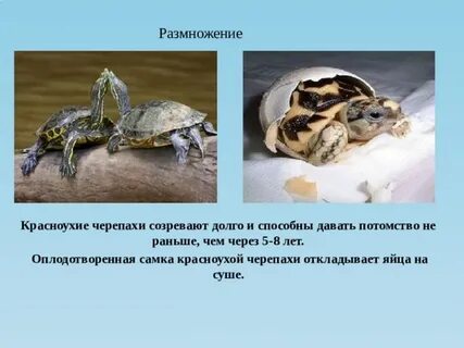 Черепаха размножение