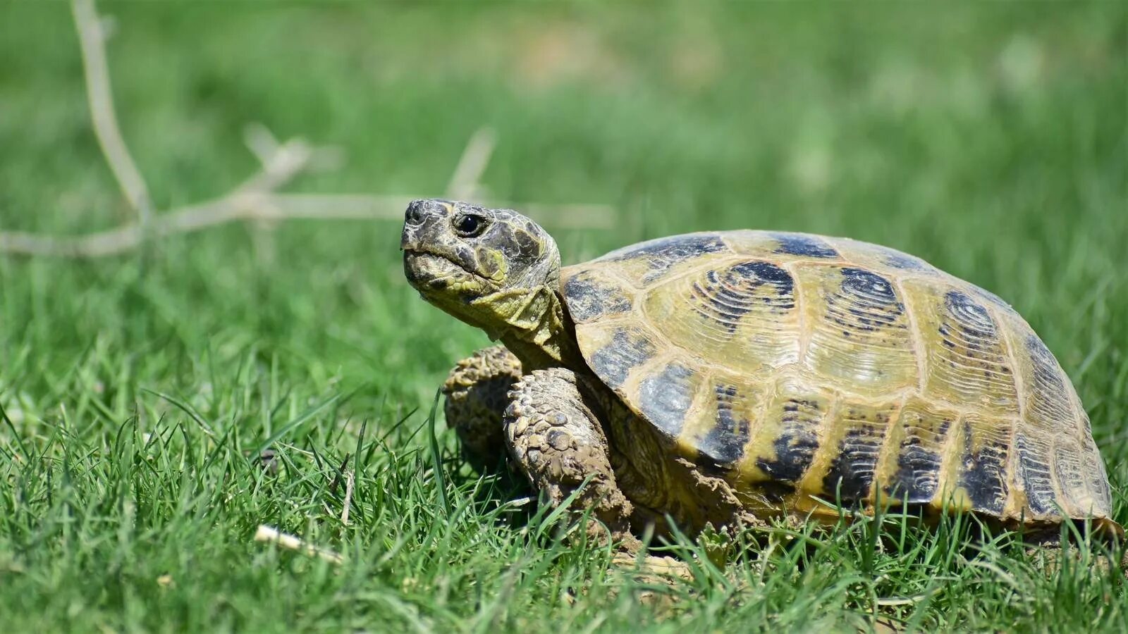 Среднеазиатская черепаха. Agrionemys (Testudo) horsfieldi. Среднеазиатская черепаха трехголовые. Среднеазиатская черепаха гуччи.