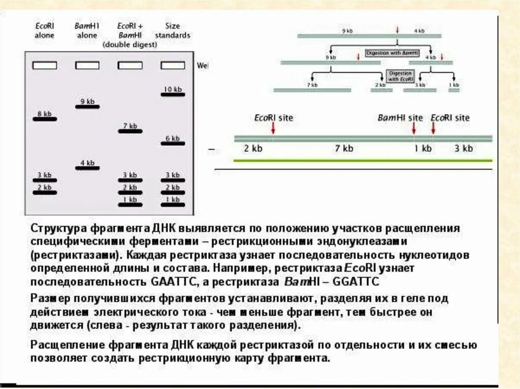 Метод разделения фрагментов днк. Рестрикционное картирование днк. рестрикционные карты. построение рестрикционных карт. рестрикционная карта фрагмента днк.