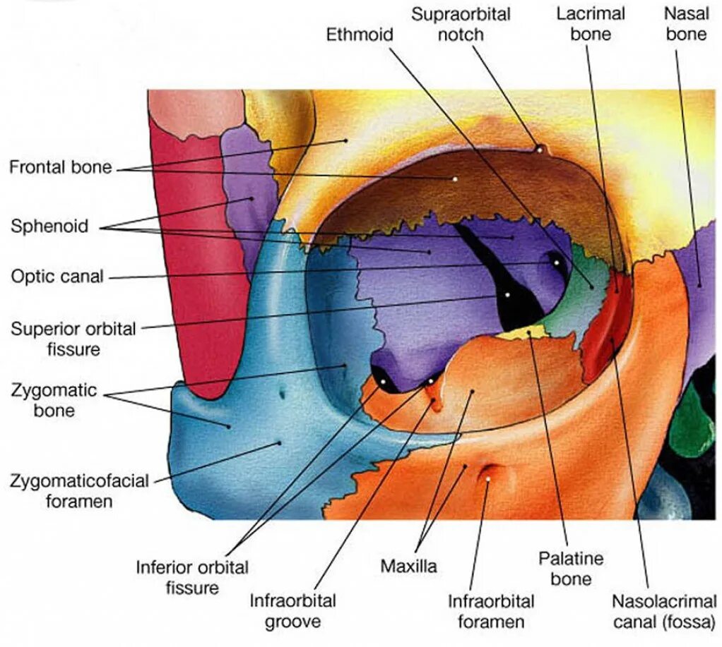 Сообщения глазницы. Латеральная стенка глазницы анатомия. Кости глазницы анатомия. Строение стенок глазницы анатомия. Костная глазница анатомия.