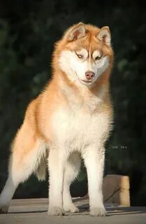 Хаски персик