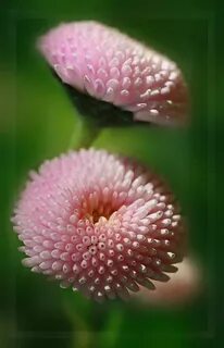 Flower up