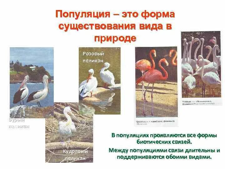 Популяции группа особей одного вида на определенной территории