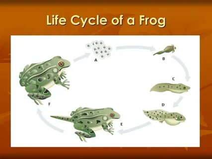 Complete the diagrams