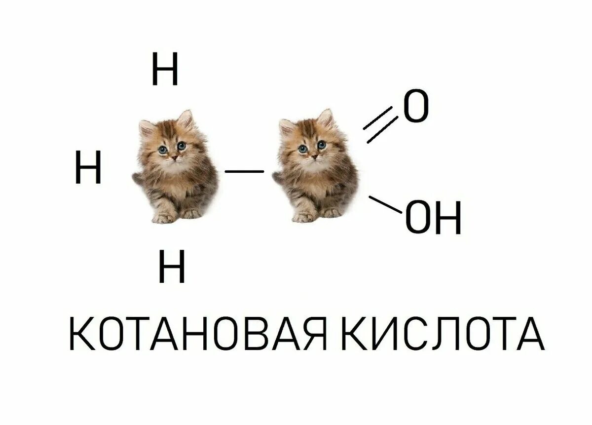 Кот с вариант ответы. Химический котик. кот химик мем. кот мем. химические мемы с котами.