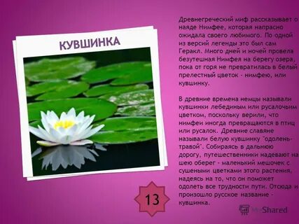Легенды о растениях и животных