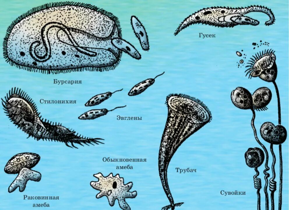 Разнообразие протистов. Одноклеточные эукариоты. Разнообразие простейших в природе. Саркодовые простейшие представители. Простейшие биология.