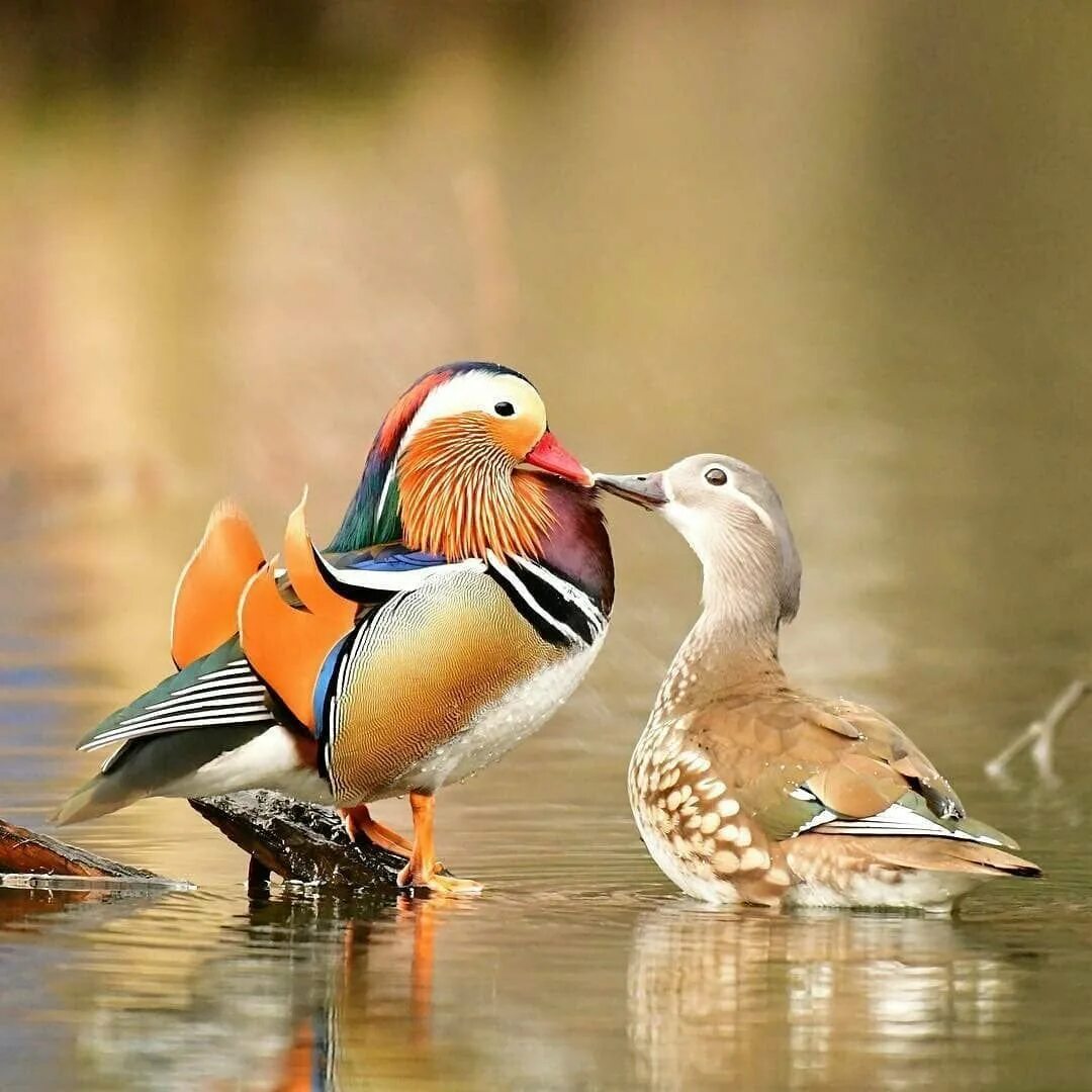Утки мандаринки фен шуй. Утки мандаринки на телефон. Утка мандаринка самец и самка. Утки мандаринки на телефон. Утка мандаринка.