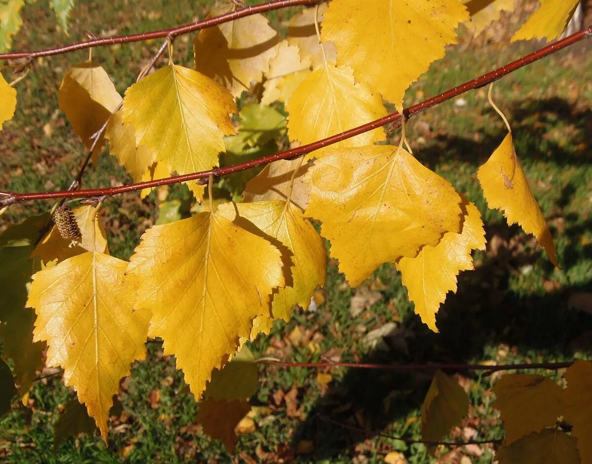 Листок березы золотистой пчелкой. Береза повислая (бородавчатая). Betula pendula лист. Береза повислая листья. Береза повислая осень.