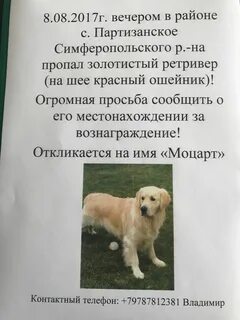 Золотистый ретривер тест