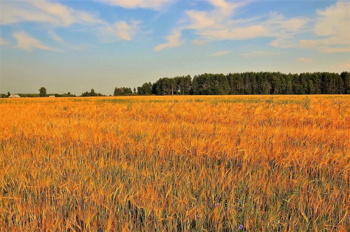 хлебные поля краснодарского края. пшеничное поле вангол. поле волнуется. золотистые поля.