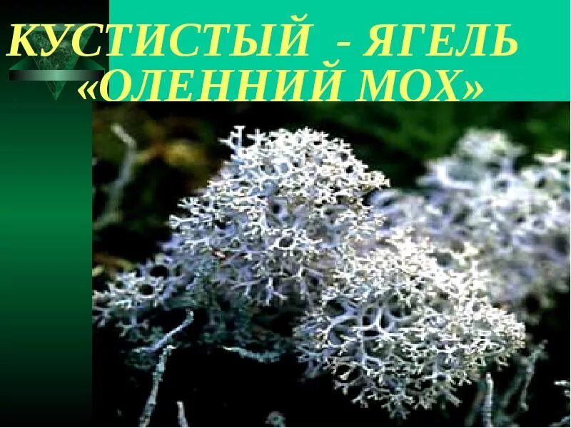 Ягель Олений мох. Олений мох кладония класс. Кустистый ягель. Ягель биология.