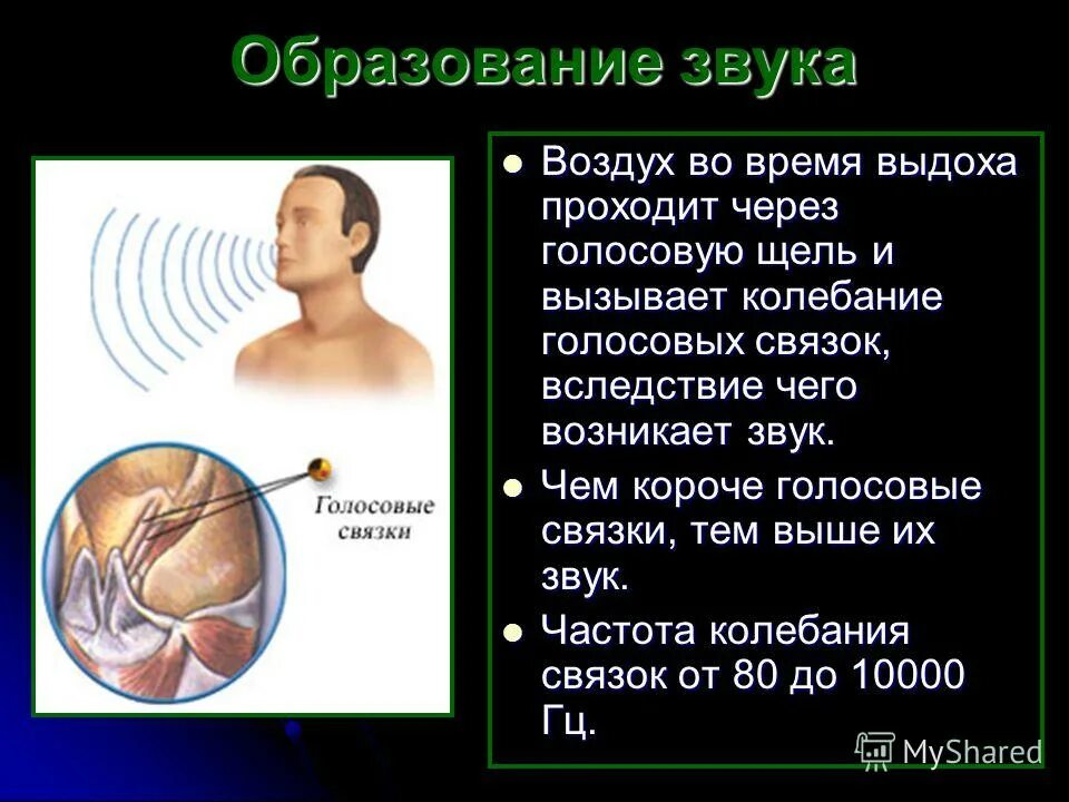 Какой процесс называется дыханием