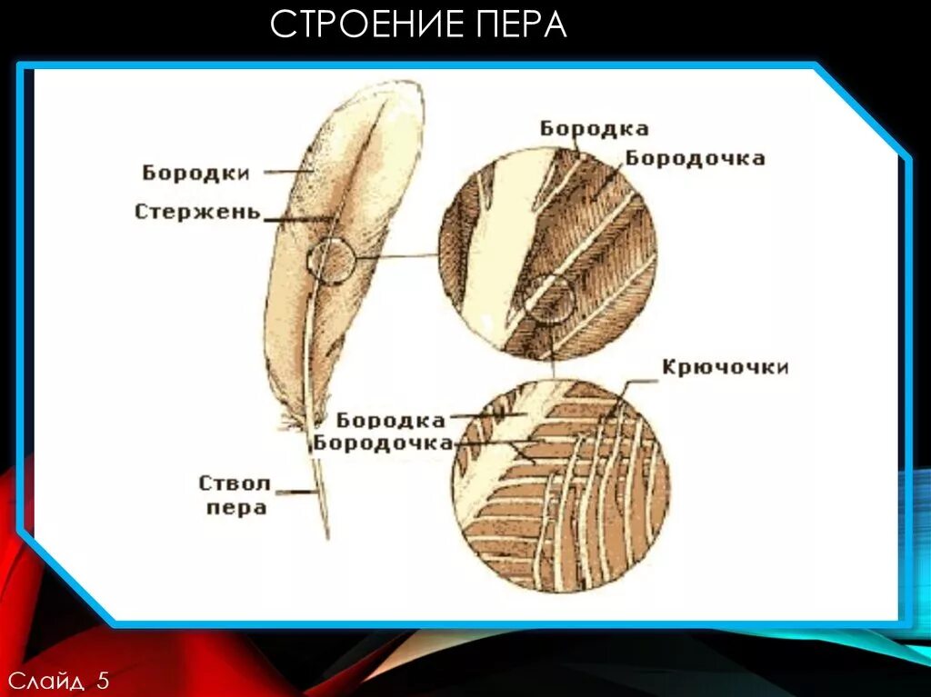 Строение пера. Перо строение. Структура пера. Строение контурного пера. Как называется нижняя часть стержня пера