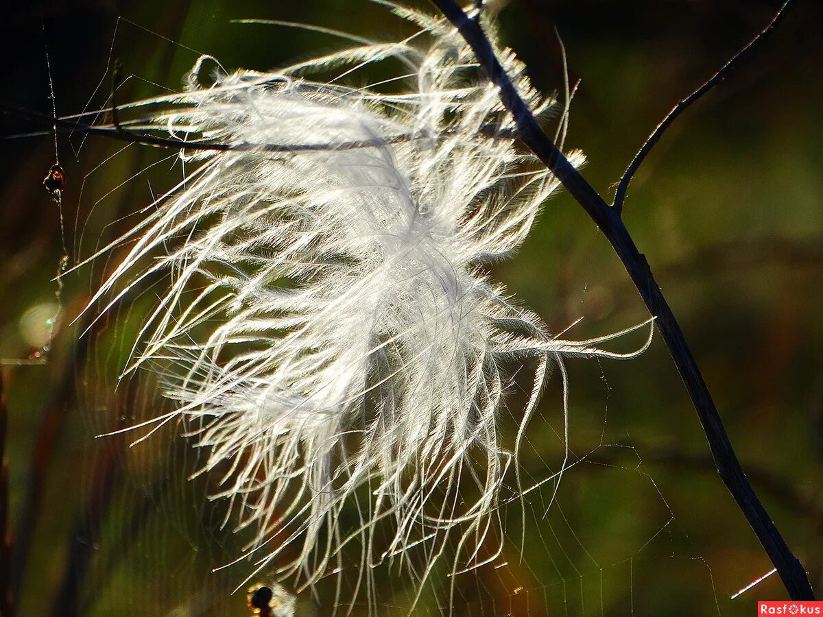 белый пух. птицы улетают снег. летит над зоной белый пух. голубые цветы во льду. много перьев.