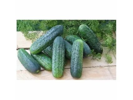Огурцы сорт атлантис