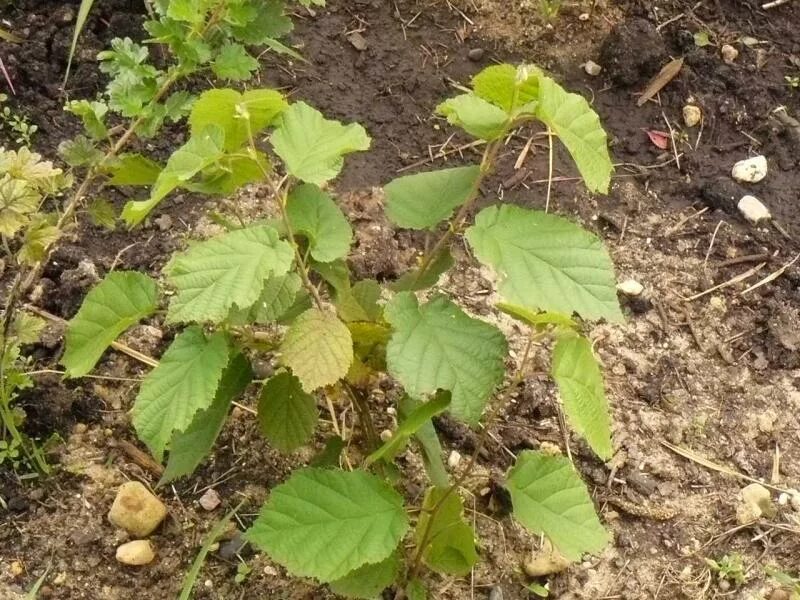 саженец ореха лещины. саженцы лещины. фундук - лещина обыкновенная саженцы. фундук саженцы фотокраснолистный. фундук лещина.