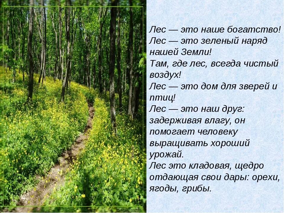 Какой в лесу воздух