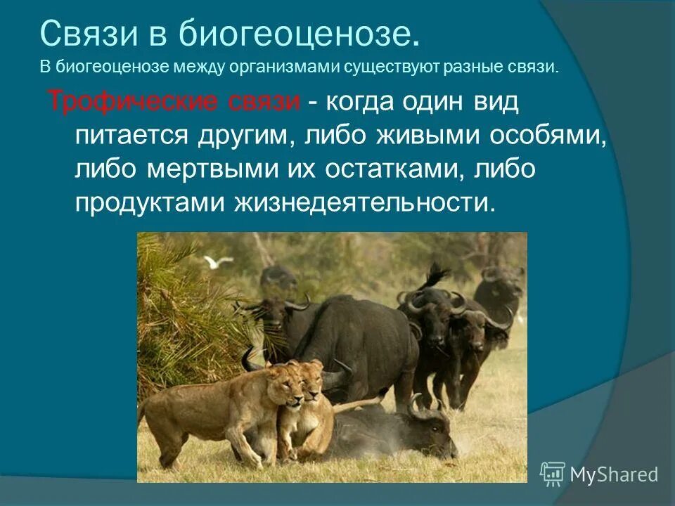 Жозефина уолл дерево тысячелетия. Млекопитающие в жизни человека и в природе. Борьба за существование между организмами одного вида. Параллельные миры. Существование разнообразный.