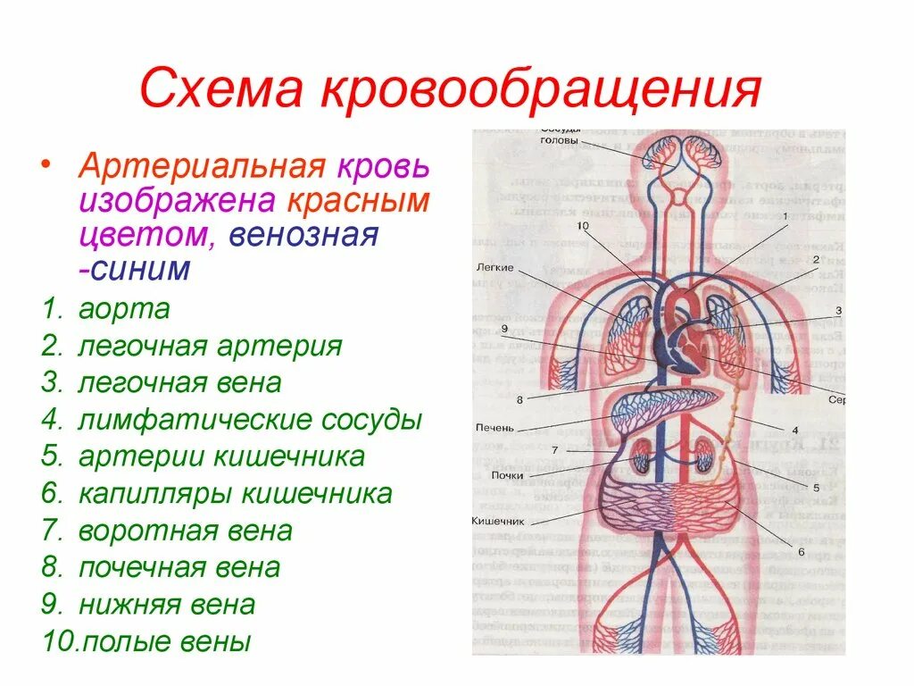 Схема кровообращения рис 63. Схема кругов кровообращения у человека 8 класс биология. Схема строения кровеносной системы человека биология 8 класс. Круги кровообращения 8 класс биология схема.
