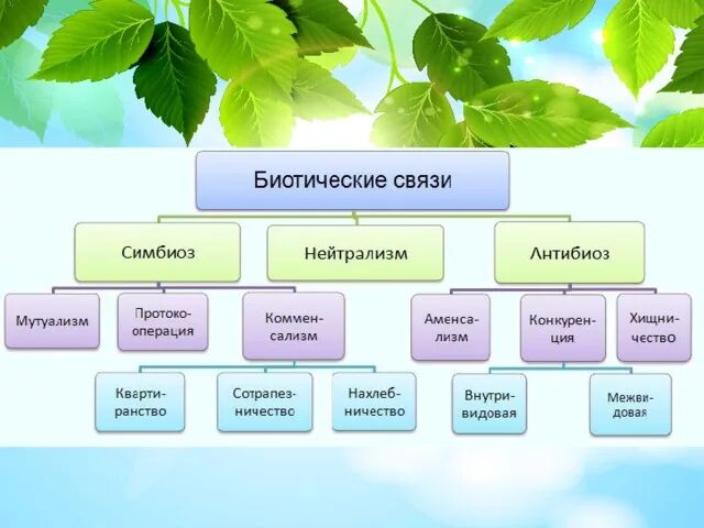 Биотические взаимодействия сколько групп. Типы биотических отношений схема. Типы биотических связей схема. Типы взаимодействия биотические связи в природе. Биотичические связи.