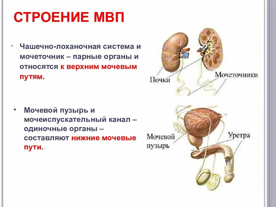 Нижний отдел мочеполовой системы. Верхние отделы мочевыводящих путей. Мочевыделительная система мочевыводящие пути. Строение мочевыводящих путей.