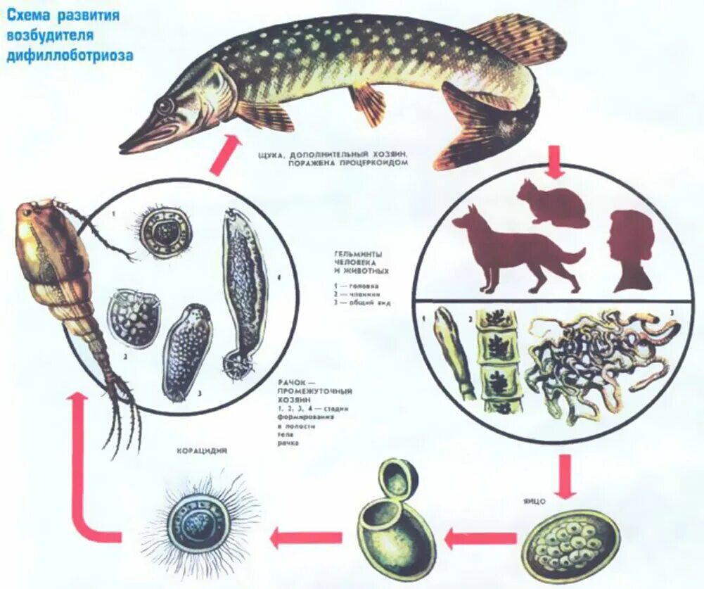 Жизненный цикл Сибирского сосальщика. Дифиллоботриоз цикл развития. Жизненный цикл гельминтов описторхоз. Дифиллоботриоз возбудитель заболевания.