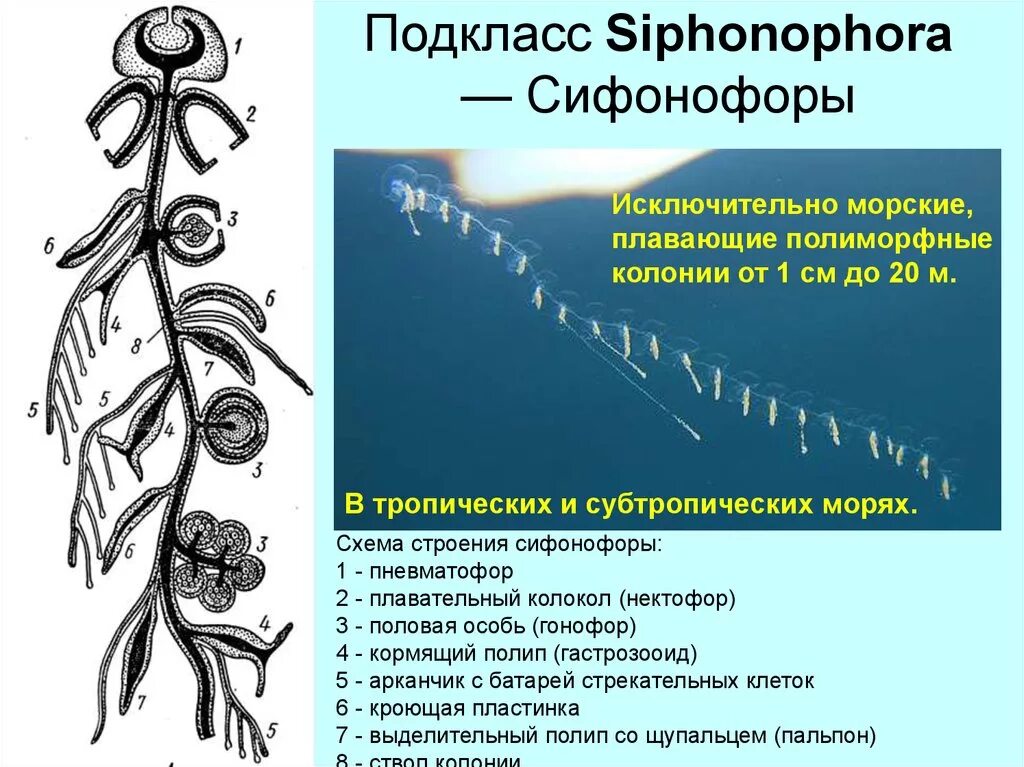 Сифонофоры это 3 класс литературное чтение. Сифонофоры строение колонии. схема строения сифонофоры. сифонофоры строение. подкласс сифонофоры строение.