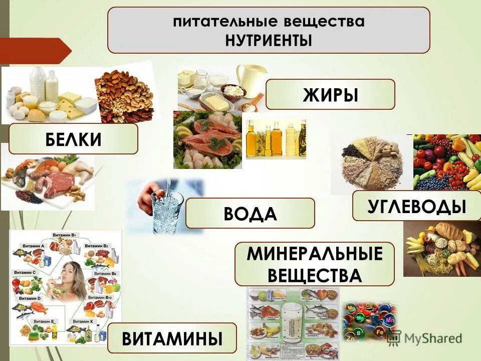 Нутриенты это простыми словами