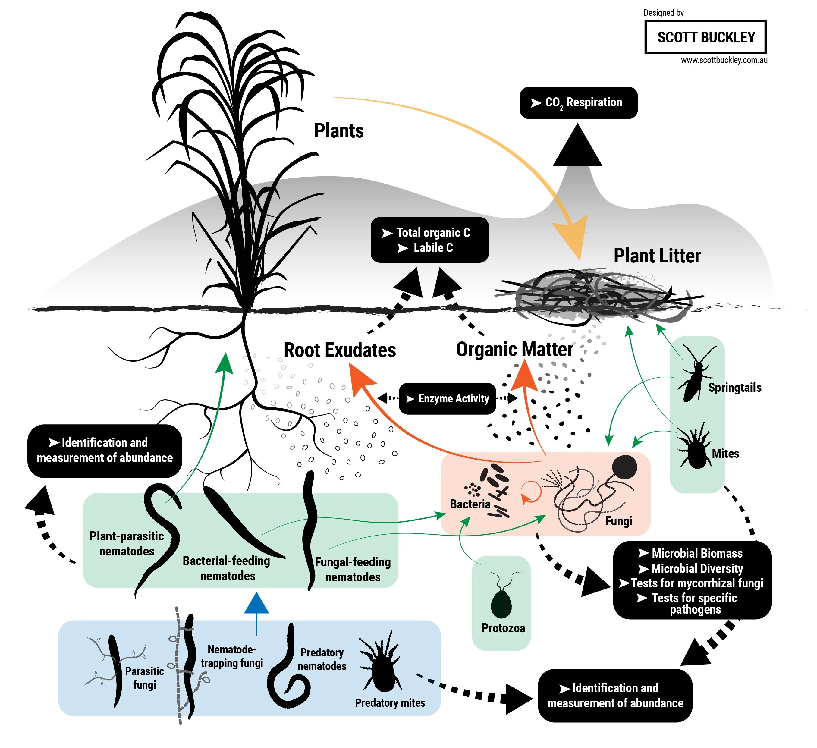Soil food web. Plant respiration. Organic matter in the Soil. Living Organisms. Effect plants