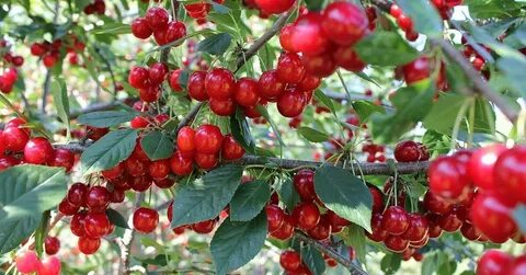 Какая вишня лучше