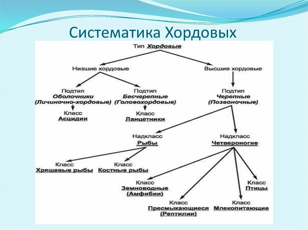 Позвоночные относятся к типу хордовые. Классификация хордовых животных. Схема классификации животных типа Хордовые. Классификация типа хордовых 7 класс. Систематика и общая характеристика животных типа Хордовые.