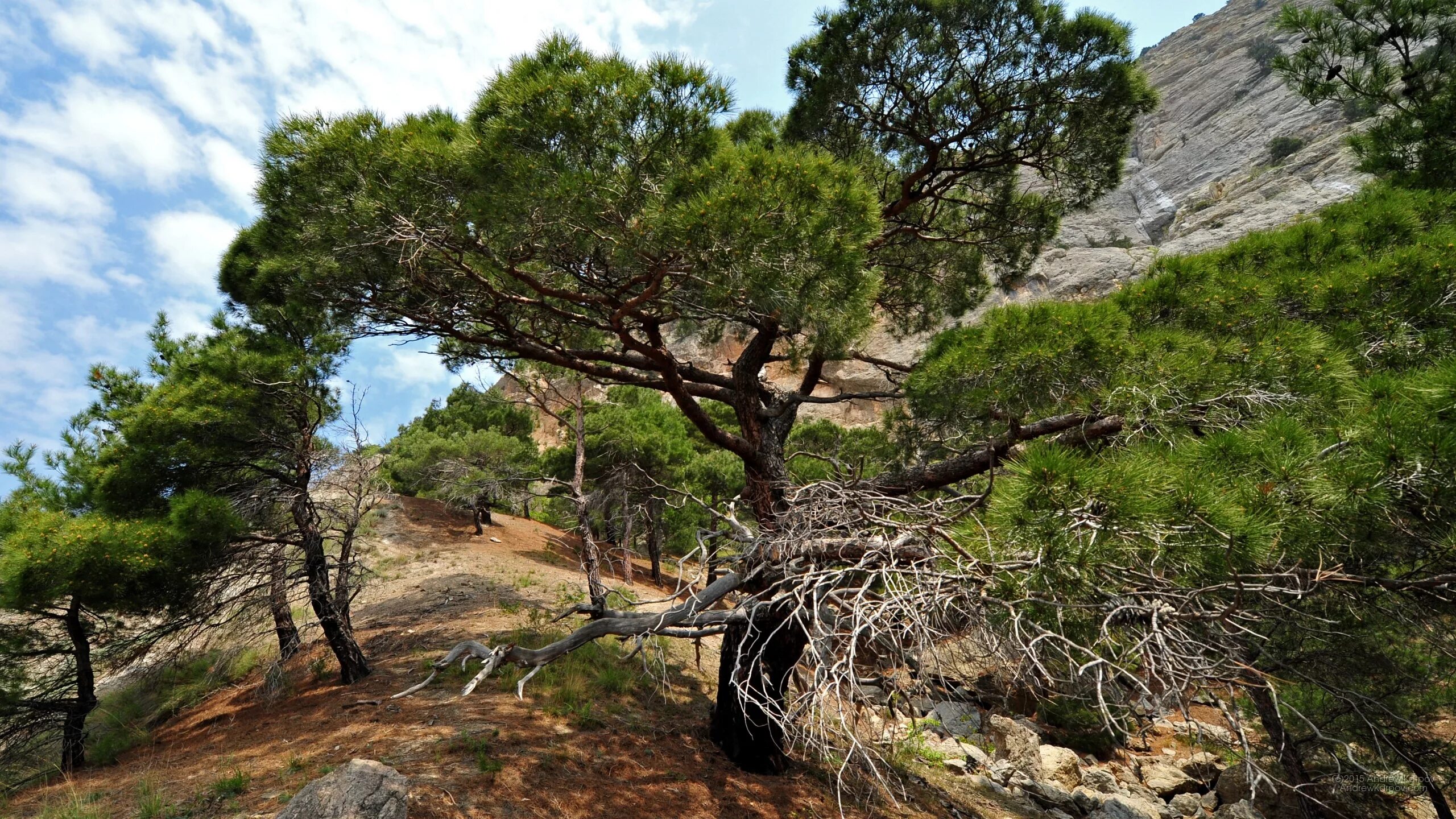 Хвойные турции. Сосна турецкая калабрийская. Сосна калабрийская Pinus brutia. Эльдарская сосна Эльдарская. Эльдарская сосна Pinus eldarica.