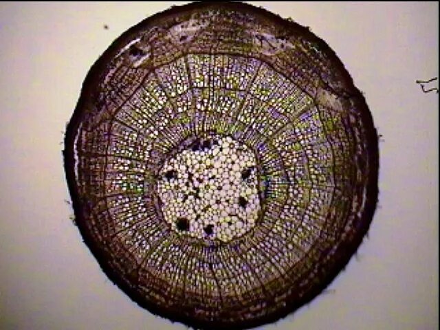 Поперечный срез стебля микроскоп. Поперечный срез корнеплода микроскоп. Поперечный срез стебля микрофотография. Поперечный срез стебля липы под микроскопом.