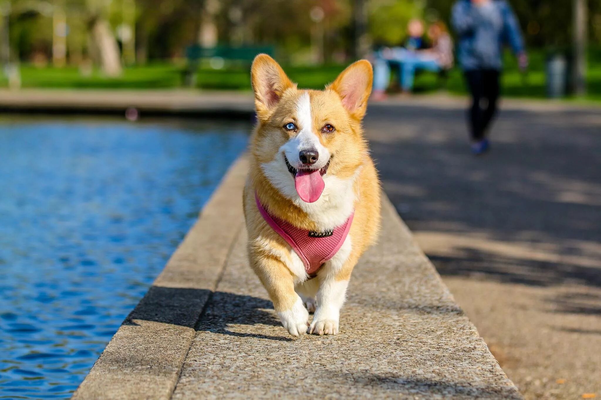 Pets parking. Вельш корги пемброк. Корги пемброк флаффи. Сиба и корги. Корги гетерохромия.