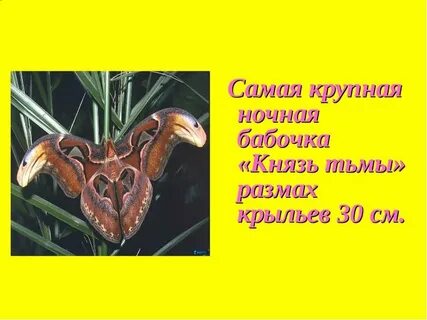 Ночная бабочка но кто же