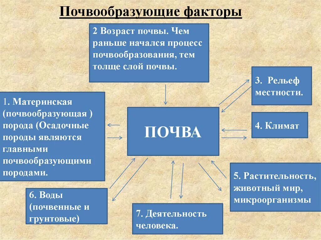 Факторы образования. Факторы формирования почвы. Факторы почвообразования. Почва факторы почвообразования. Факторы образования почвы.