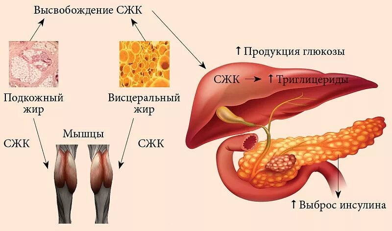 Печень расщепление жиров. Сводные жирные кислоты. Свободные жирные кислоты в жире. Структура свободных жирных кислот биохимия. Жирные кислоты в печени.