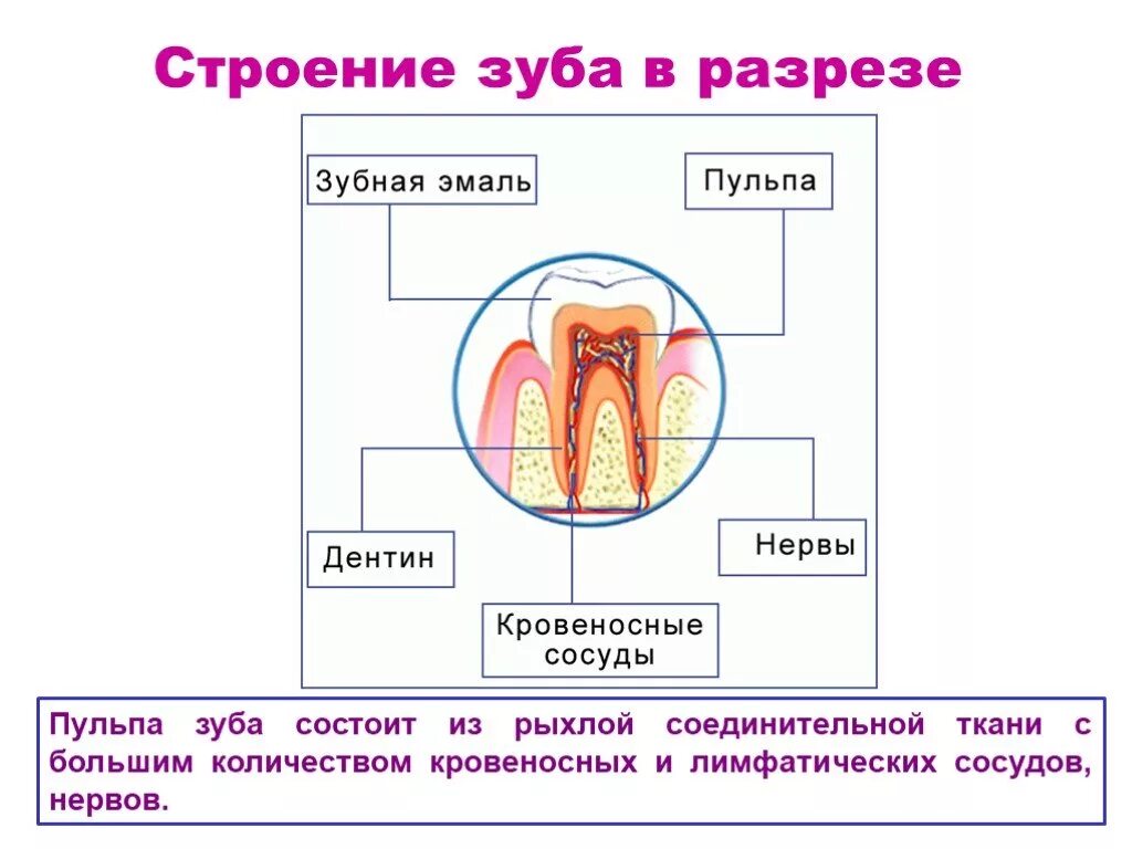 Соединительная ткань строение зуба. Строение зуба рыхлая соединительная ткань. Структура пульпы зуба. Строение зуба кровеносные сосуды. Функции тканей зубов