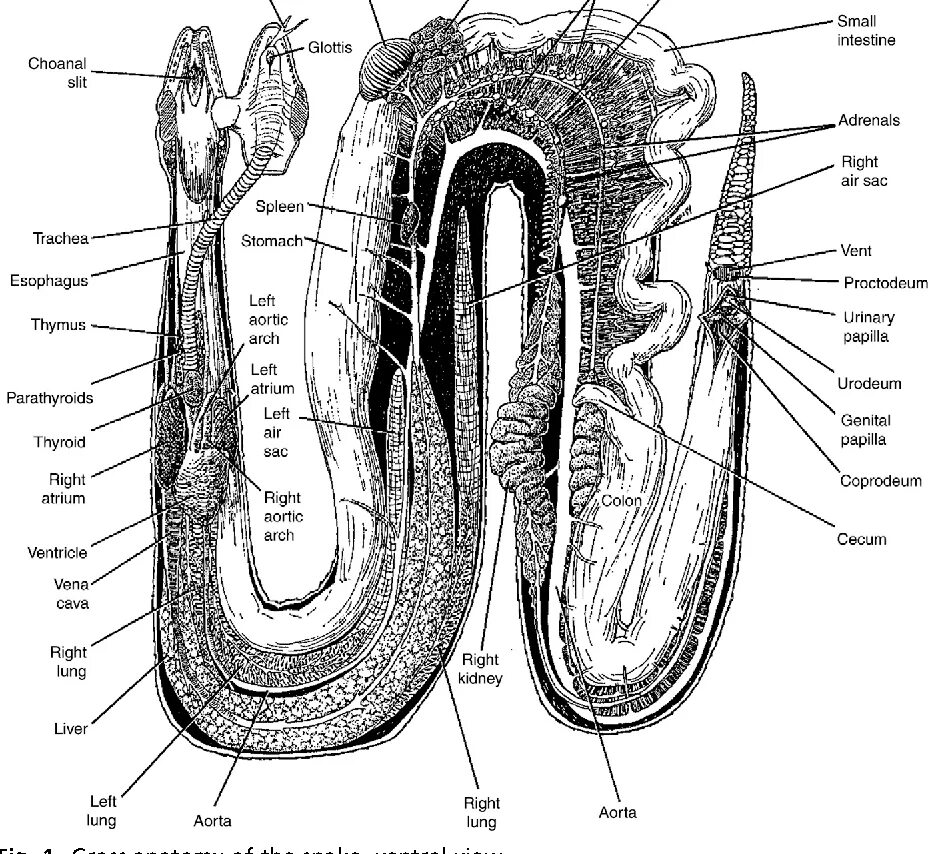 Строение питона. Внутреннее строение питона. Внутреннее строение гадюки. Пищеварительная система змей. Строение внутренних органов питона.