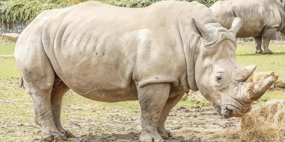 Белый носорог последний самец.