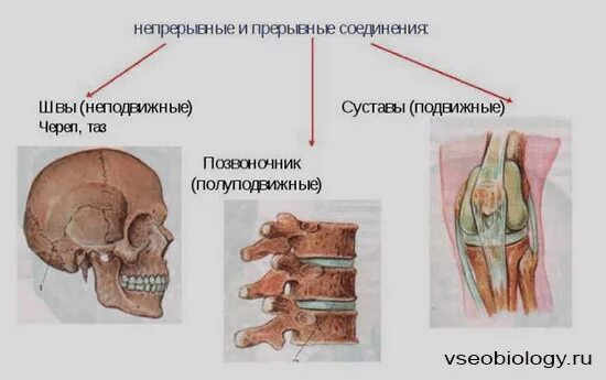 Прерывное соединение кости. Непрерывные и прерывные соедине. Прерывные соединения костей черепа. Непрерывные соединения костей.